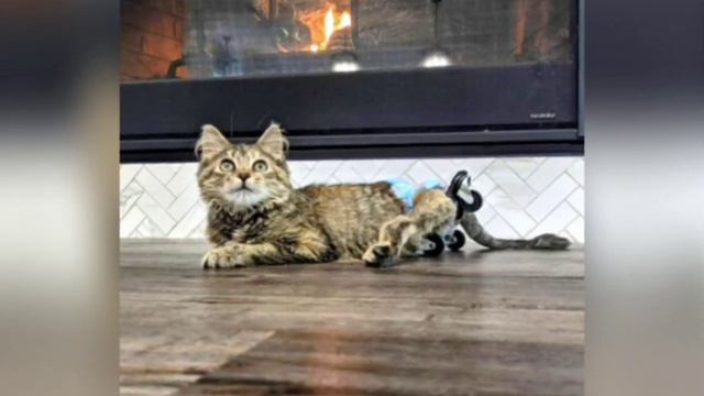 Котёнок с парализованными лапками приполз к людям... смотреть онлайн