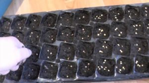 ПОСАДКА ПЕРЦА на РАССАДУ и ЗАМАЧИВАНИЕ в МАРГАНЦОВКЕ СЕМЯН