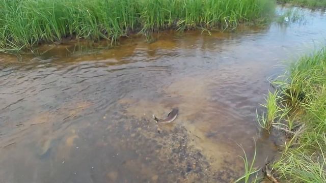 Охинский район. Нерест горбуши. смотреть онлайн