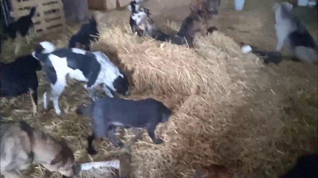 Открываем сбор на корм/Приют для собак г Ефремов смотреть онлайн