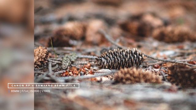 Canon RP + Samyang MF 85mm F/1.4 Woodland Photography