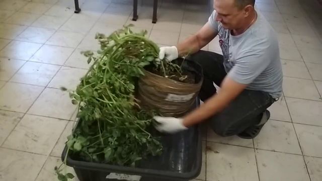 Дендре вершки, а Мише корешки смотреть онлайн