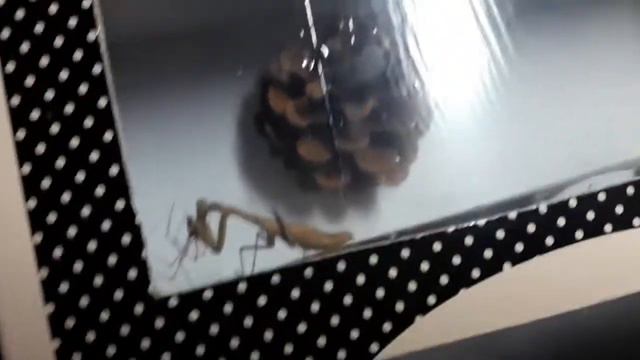 Жизнь богомола 3й день. А на ужин опять паук. смотреть онлайн