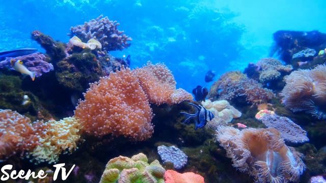Exploring The Underwater Creatures| 4k UHD | BLUE planet смотреть онлайн