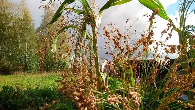 Как вырастить сорго смотреть онлайн