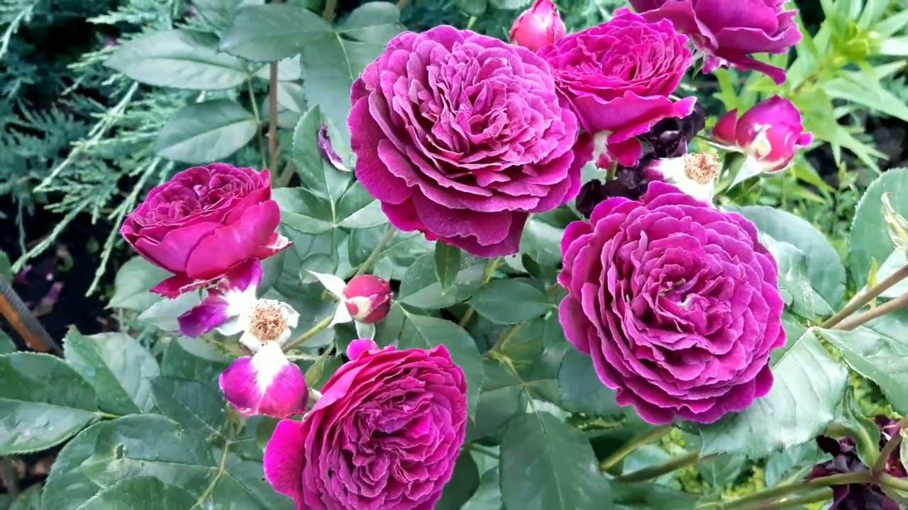 Расплескалось море нежных роз, очарован ими небосвод... смотреть онлайн