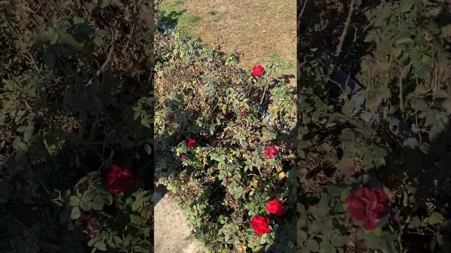 Полив роз в Тегеране смотреть онлайн