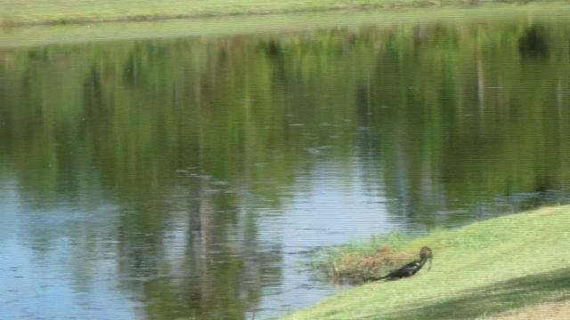 ПРИГЛАШАЮ НА ПРОГУЛКУ ... WEL COME FOR A WALK...