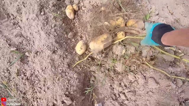 Копаем картошку мотоблоком caiman primо на участке в деревне. Сорта картофеля. Сортировка картофеля смотреть онлайн