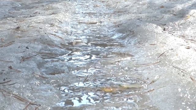 Весна в лесу, первые ручейки, проталины, Spring in the forest, the first creeks смотреть онлайн