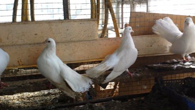 Исчезающая порода голубей в России / The disappearing breed of pigeons in Russia смотреть онлайн