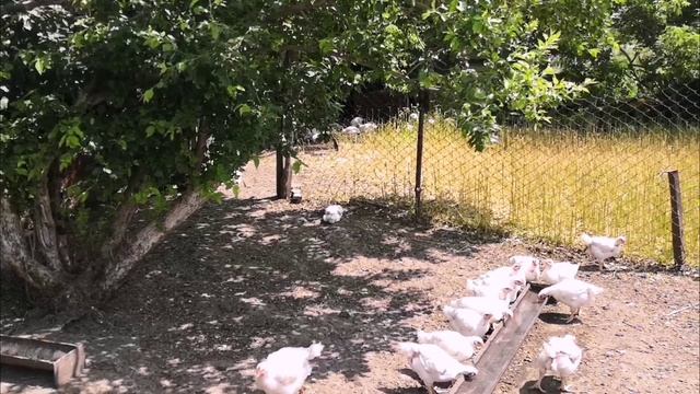Бройлеры бегают и едят