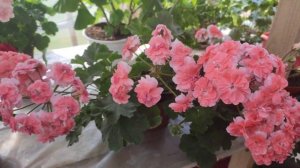 Пеларгонии Ю Мерлезон 1,Cara Rosa,ТА Эмануэль.