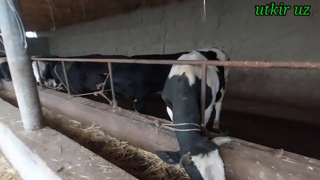 11 марта 2022 г. 8 TA NAVVOS 120 MIL GA SOTILDI PASTDARGOMDA смотреть онлайн