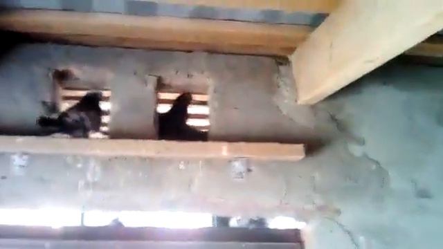 "" НИКОЛАЕВСКАЯ ПТИЧКА ."" СЕРГЕЙ ТРОНИН. Г..САЛЬСК. 21..03..19. смотреть онлайн