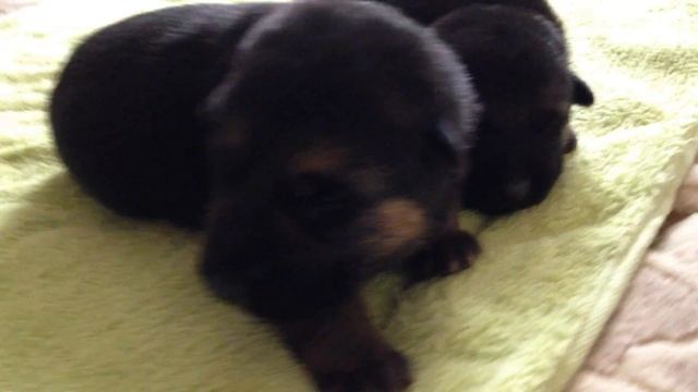 ПЕРВОЕ ГАВ-ГАВ. Щенки немецкой овчарки 11 дней. First WOOF! GSD puppies 11 days! смотреть онлайн