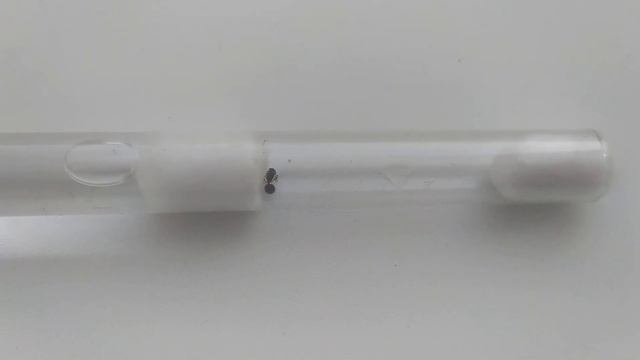 Pheidole pallidula (средиземноморские фейдоли паллидула) От Димона и Пумбы. Муравьиная ферма. Мураш смотреть онлайн