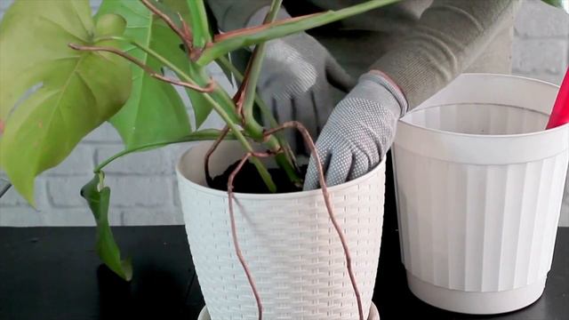 Monstera deliciosa care tips for beginners | Houseplant Care 101 смотреть онлайн