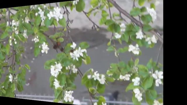 Вороненок смотреть онлайн