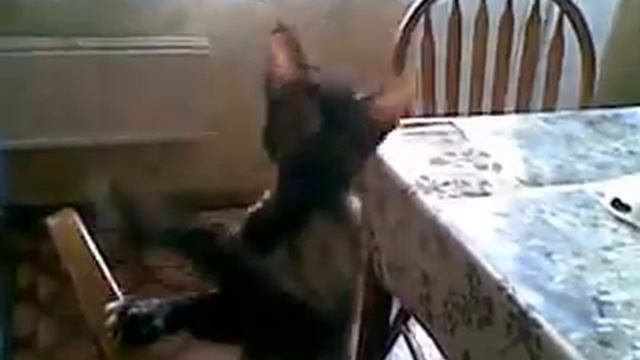 Лиса просит кушать.mp4 смотреть онлайн