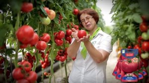 Помидоры Звезда востока