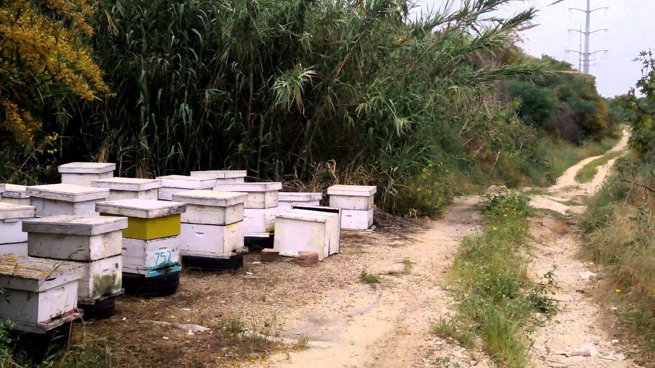 Шёл домой, чуть пчелы не покусали смотреть онлайн
