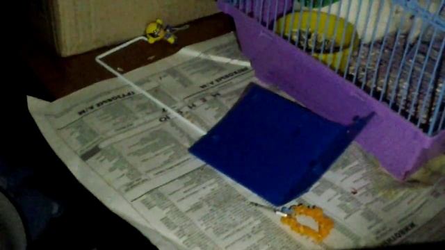 Размножение хомяков сирийских (это же ужас) смотреть онлайн