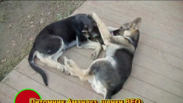 щенки овчарки смотреть онлайн