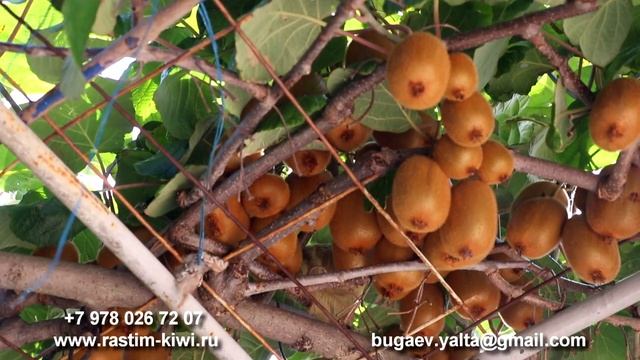 Сженцы киви в Ялте смотреть онлайн
