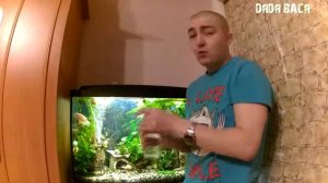 Аквариумисты  Выводим органику Гиацинтом