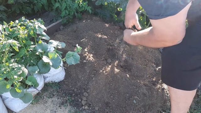 В хозяйстве у Димы . Выращивание картофеля в мешках . Это фиаско . смотреть онлайн