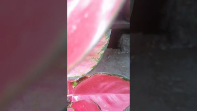 PINK CHANDANG AGLAONEMA #agloanema#youtubeshort смотреть онлайн