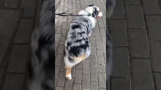 Самая красивая собака 🥰 #аусси #австралийскаяовчарка #aussie смотреть онлайн