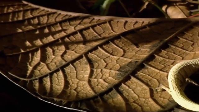 10 САМЫХ МАЛЕНЬКИХ ЖИВОТНЫХ В МИРЕ смотреть онлайн