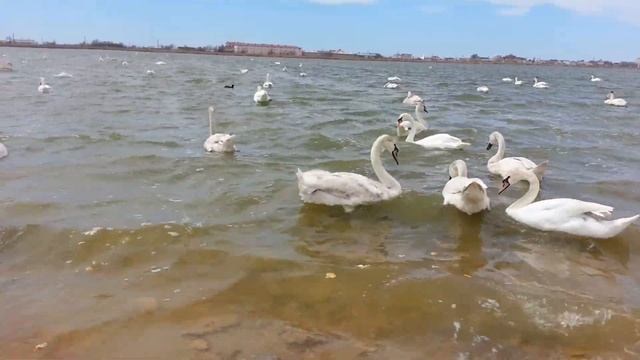 Лиман под Евпаторией