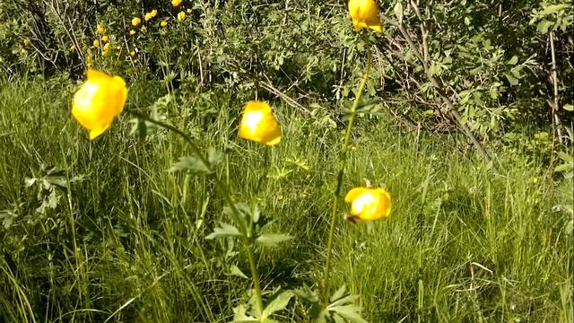 Жёлтые цветы смотреть онлайн