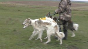 Охотничье хозяйство Южный регион.  Испытания борзых собак 2018