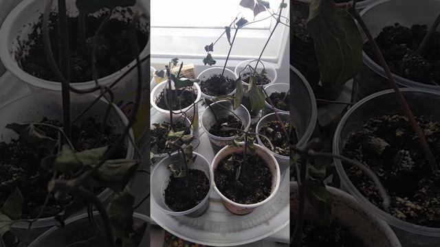 Черенкование клематиса, княжика смотреть онлайн