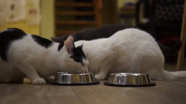 Ирина Лачина. Актриса. Мы за стерилизацию!