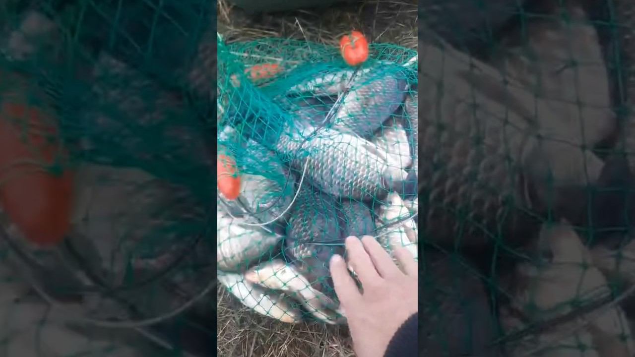 Ловля Карася. Коскуль Костанайская область #ловлякарася смотреть онлайн