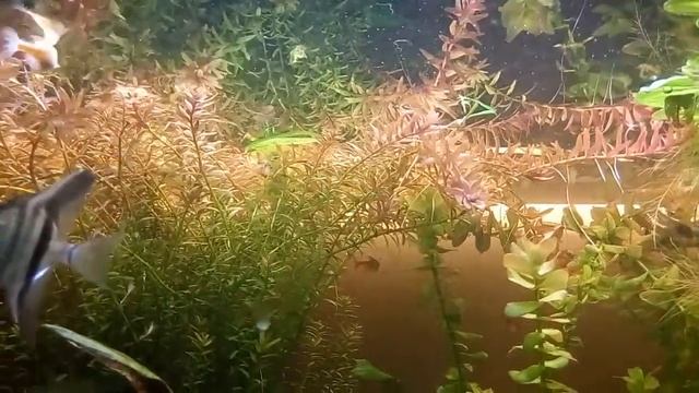 Ротала индийская смотреть онлайн