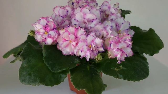 📸NiK-Королеская Тиара. Очень хотелось передать этот сорт. Он восхитителен!