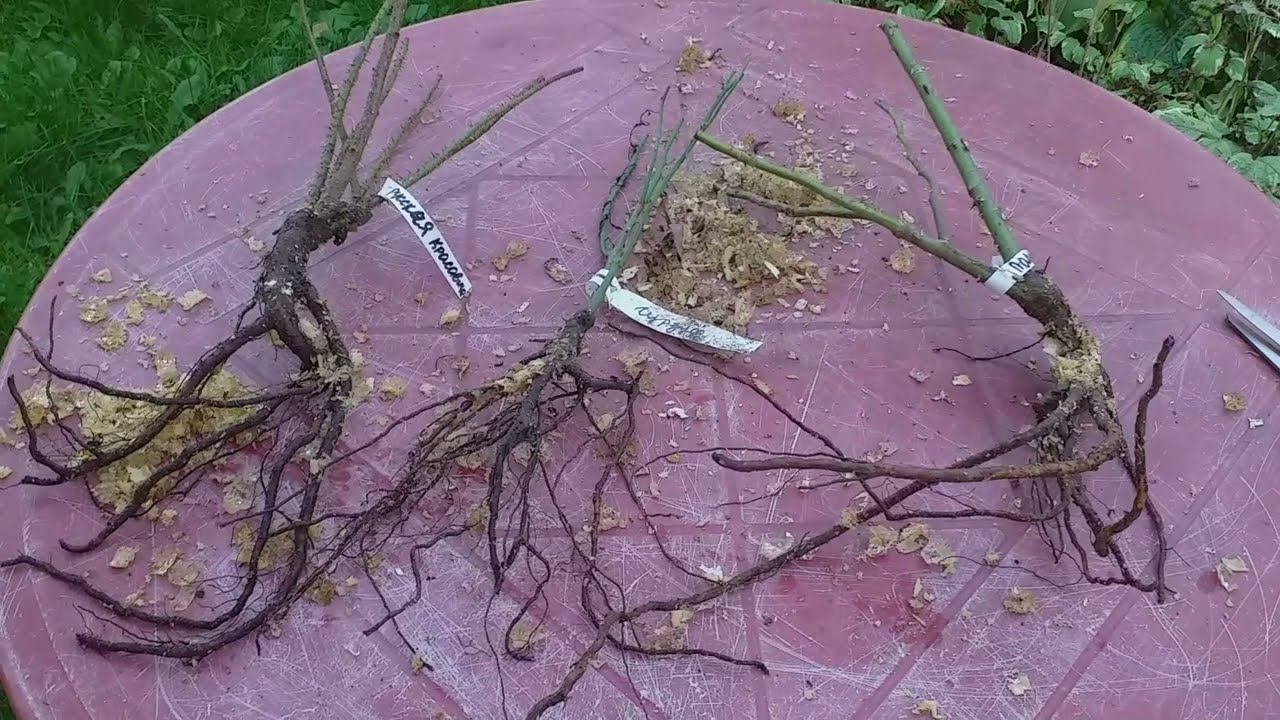 Саженцы из питомника Розы Крыма смотреть онлайн