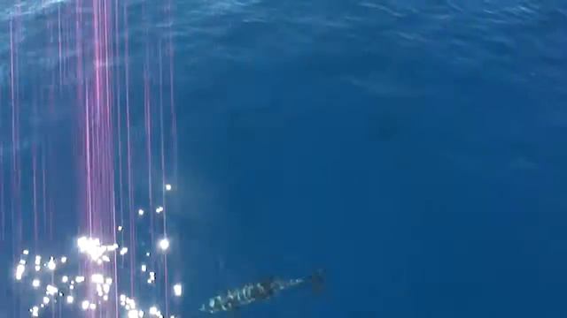 Черногория - дельфины в адриатике