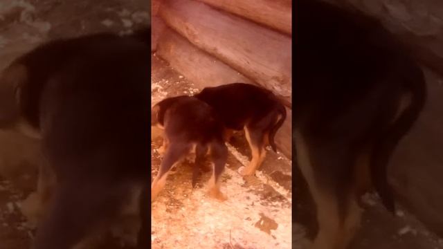 Кормление щенков Русской Гончей, покушали моськи. смотреть онлайн