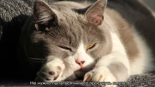 Эпилепсия у кошек: симптомы, лечение, как прекратить приступы смотреть онлайн