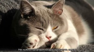 Эпилепсия у кошек: симптомы, лечение, как прекратить приступы