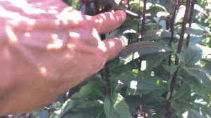 Убралась в саду. Делю многолетнюю лобелию «Старшип Скарлет»