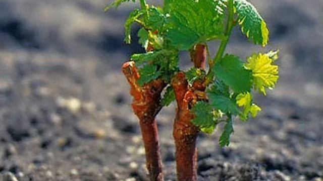 Почему Погибают Саженцы. Восемь Ошибок Садовода смотреть онлайн