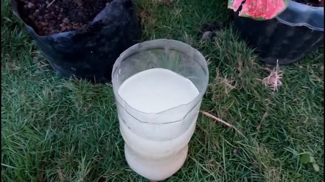 Aglaonema plants popular varities + care and tips | Gandhang Shishi смотреть онлайн